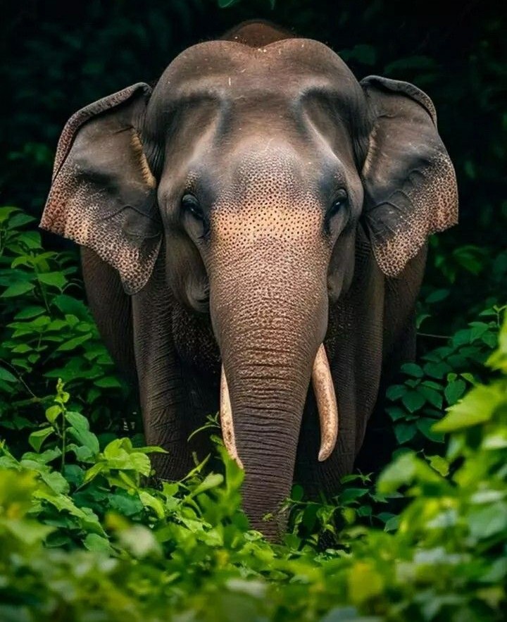 Wildlife & Birding